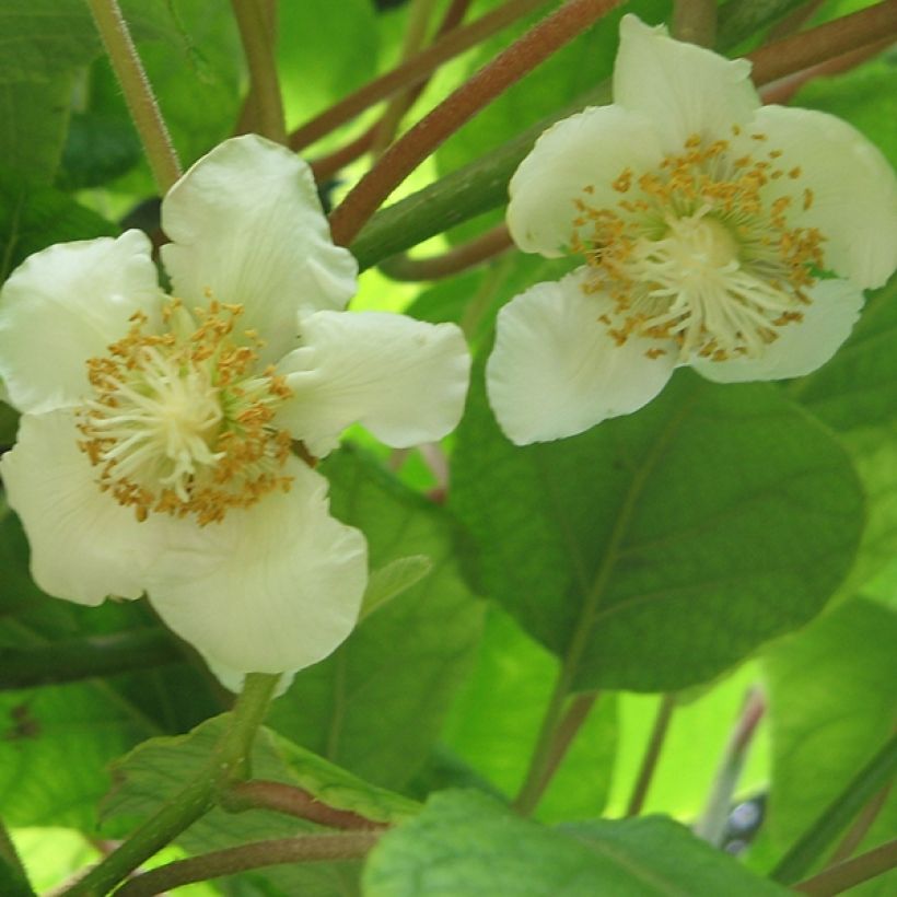 Kiwi Tomuri macho Bio - Actinidia deliciosa (Floração)