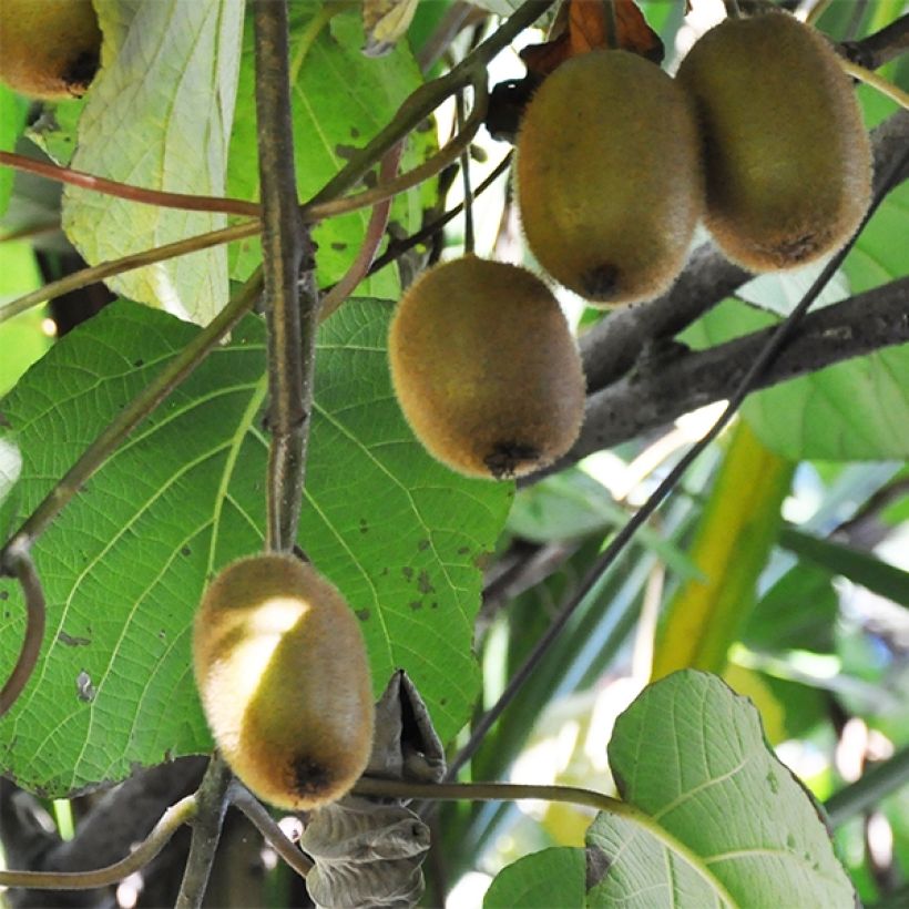 Kiwi Tomuri macho Bio - Actinidia deliciosa (Colheita)