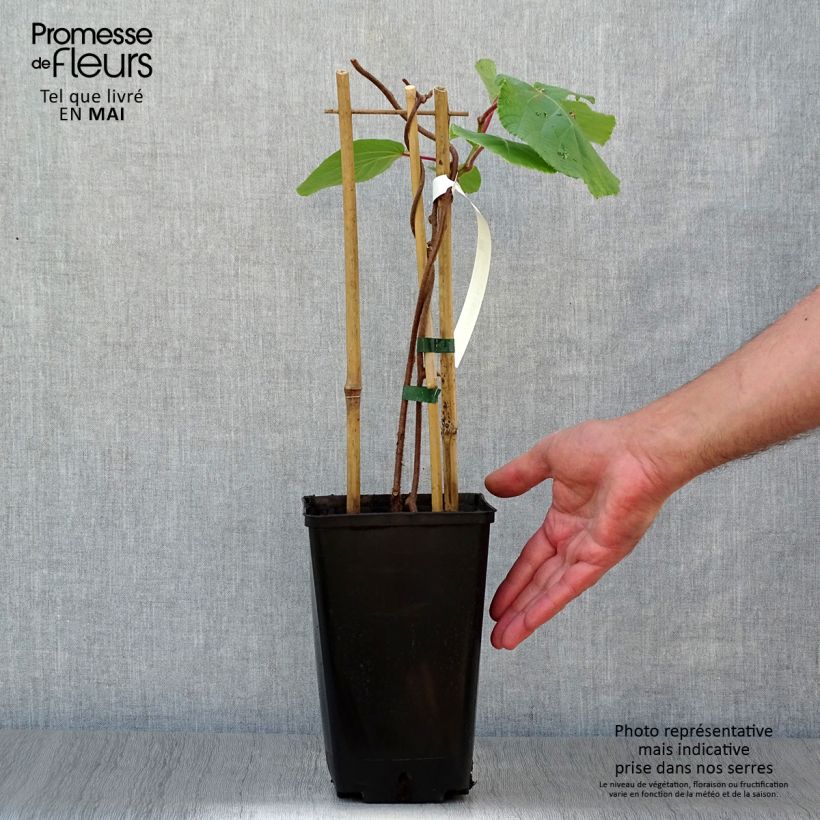 Amostra de Kiwi Tomuri macho - Actinidia deliciosa Vaso de 2 L/3 L tal como entregue na primavera
