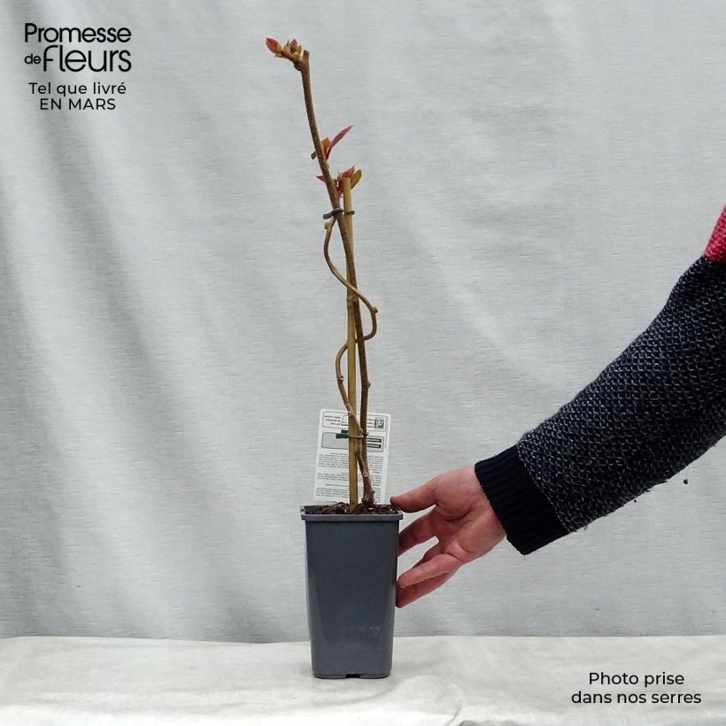 Amostra de Kiwi Tomuri macho Bio - Actinidia deliciosa Vaso de 1,5 L/2 L tal como entregue na primavera