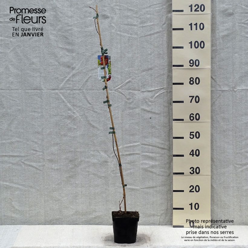 Amostra de Kiwi arguta Ananasnaya (femelle) - Kiwaï Anna Vaso de 1,5 L/2 L tal como entregue no inverno