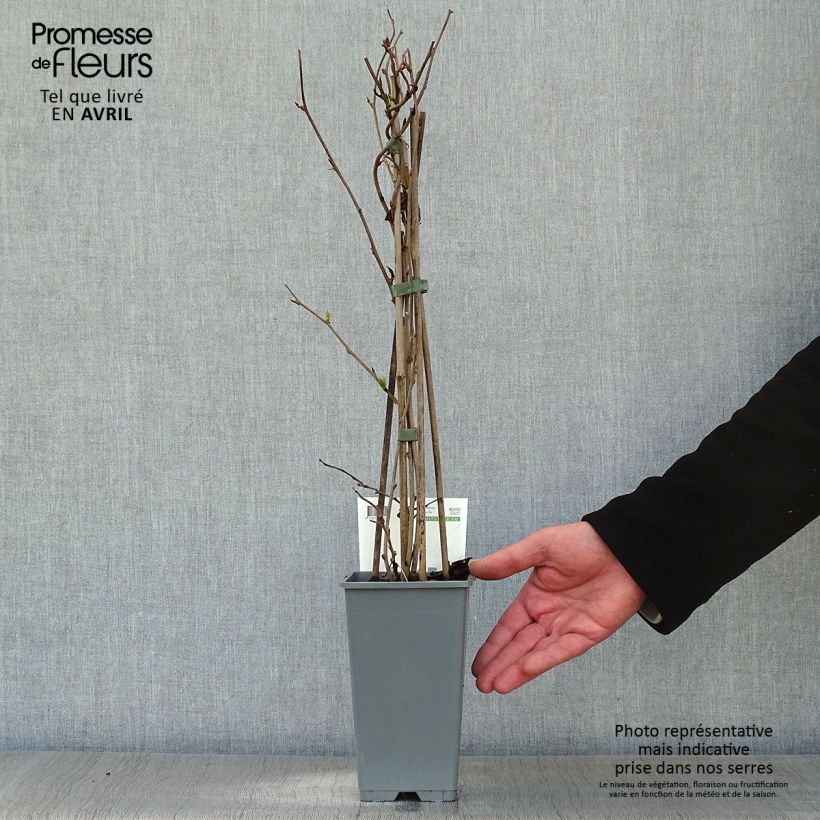 Amostra de Kiwi Bayern fêmea - Actinidia arguta Vaso de 2 L/3 L tal como entregue na primavera