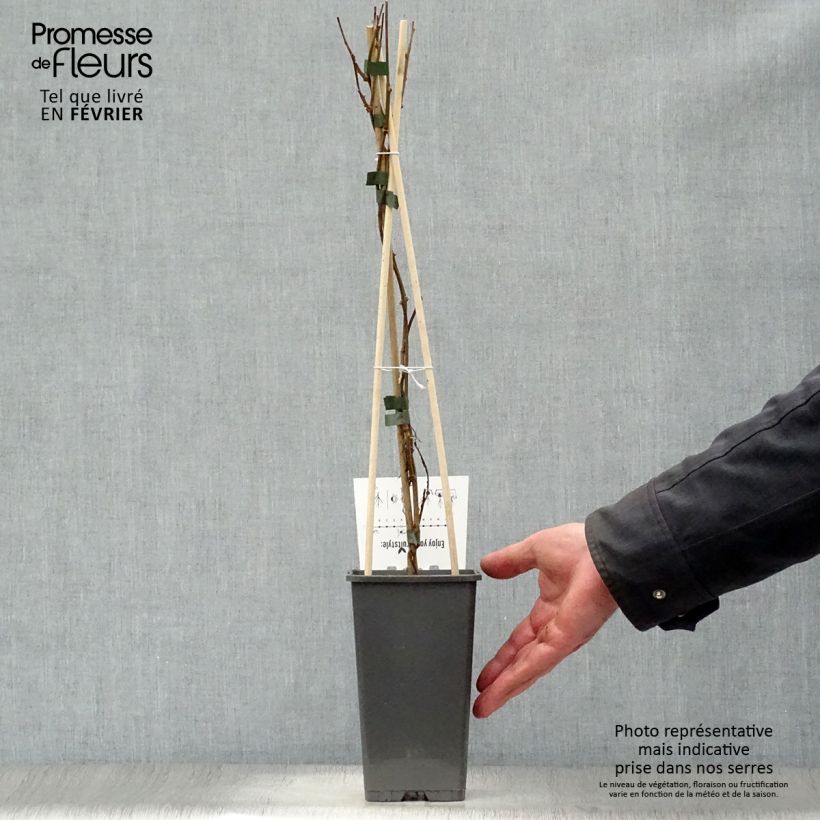 Amostra de Kiwi arguta Issai (autofertile) - Kiwaï - Actinidia arguta Vaso de 1,5 L/2 L tal como entregue no inverno