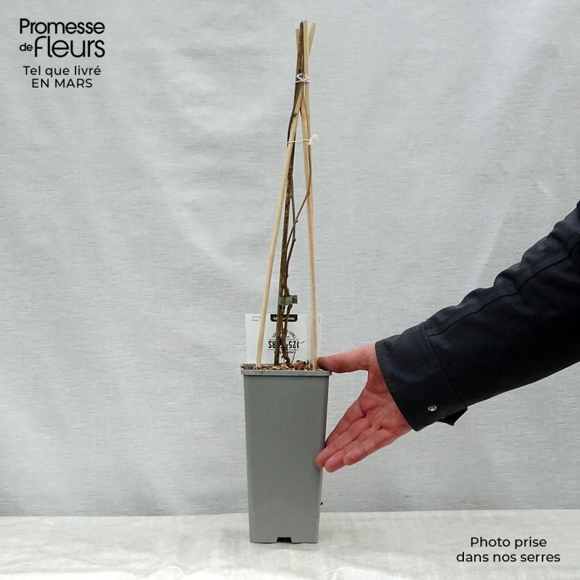 Amostra de Kiwi Issai autofértil - Actinidia arguta Vaso de 1,5 L/2 L tal como entregue na primavera