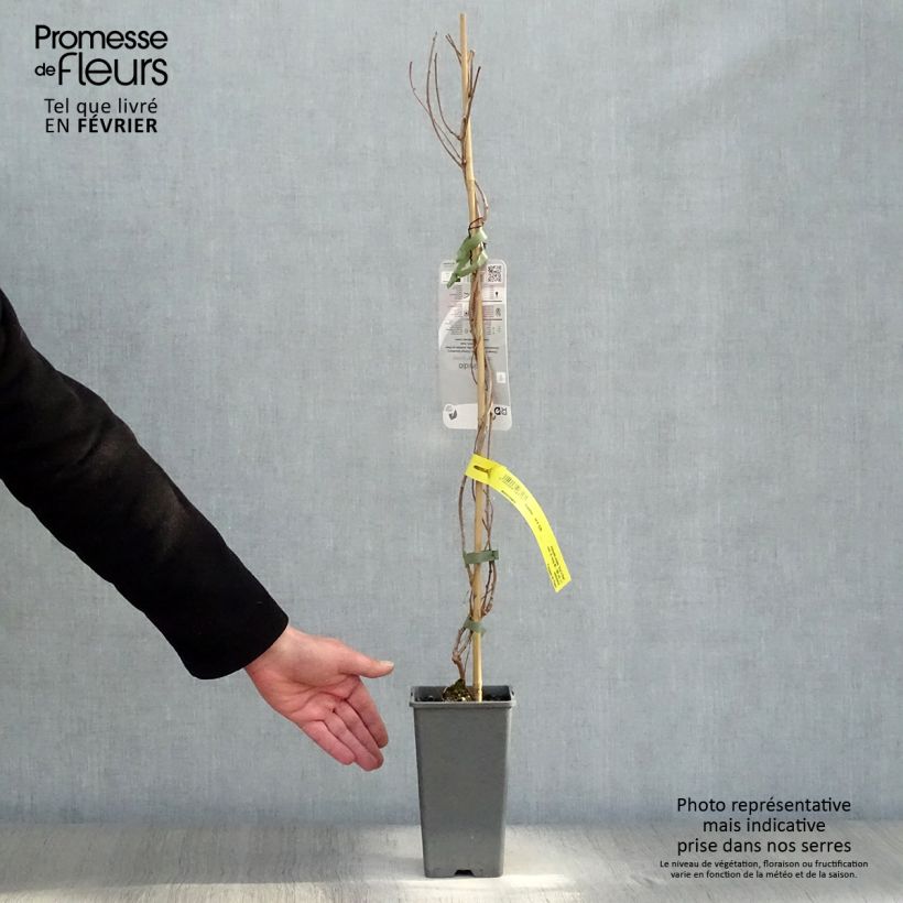 Amostra de Kiwi arguta Ken's Red (femelle) - Kiwai - Actinidia arguta Vaso de 1,5 L/2 L tal como entregue no inverno