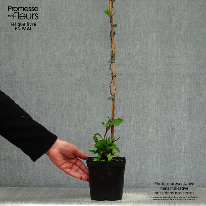 Amostra de Kiwi Ken's Red fêmea - Actinidia arguta Vaso de 1,5 L/2 L tal como entregue na primavera