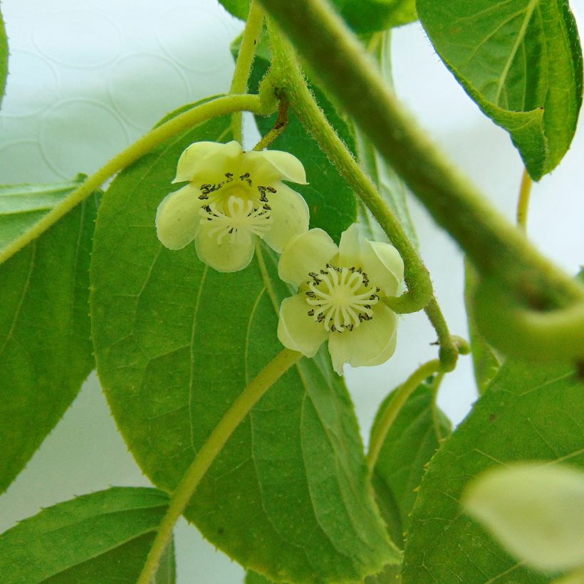 Kiwi Kokuwa - Actinidia arguta (Floração)