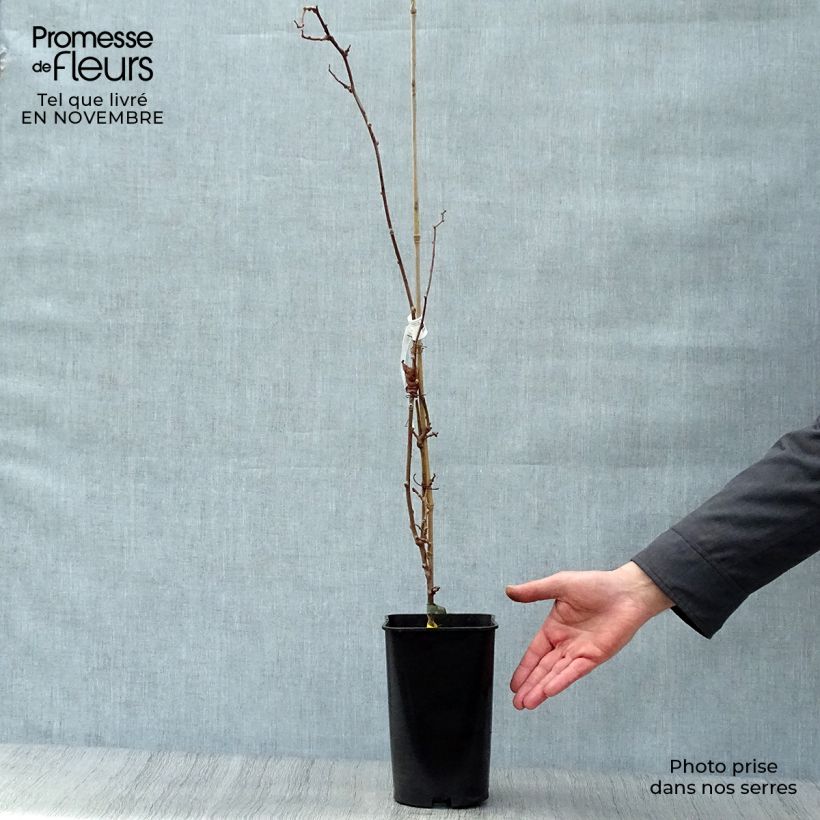Amostra de Kiwi Kokuwa - Actinidia arguta Vaso de 2 L/3 L tal como entregue no outono