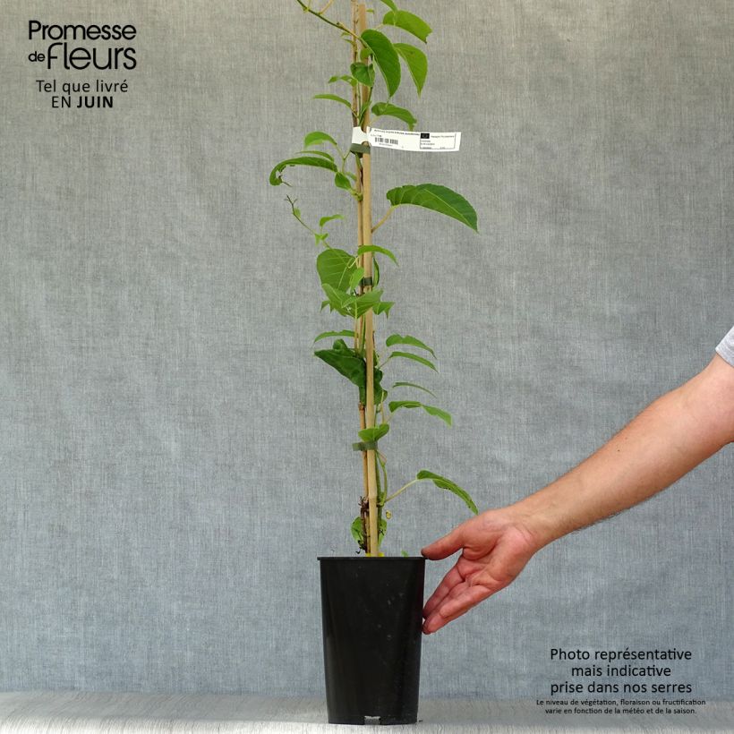 Amostra de Kiwi Kokuwa - Actinidia arguta Vaso de 2 L/3 L tal como entregue no verão