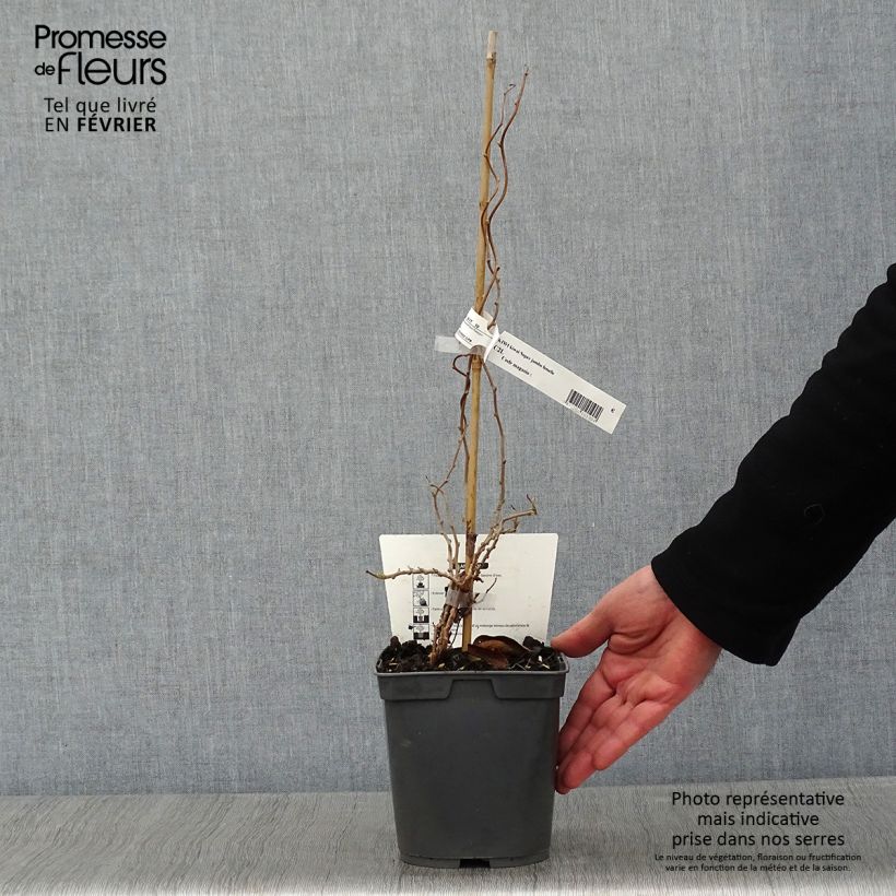 Amostra de Kiwi arguta Super Jumbo (femelle) - Kiwaï Vaso de 1,5 L/2 L tal como entregue no inverno