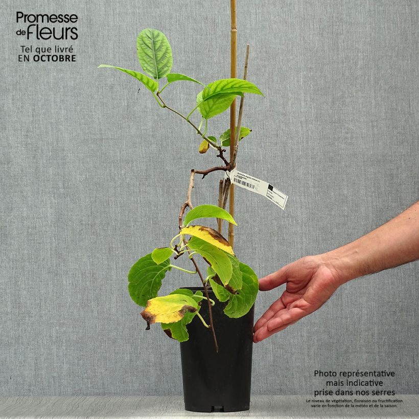 Amostra de Kiwi Vitikiwi - Actinidia arguta Vaso de 2 L/3 L tal como entregue no outono