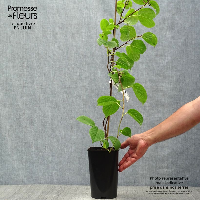 Amostra de Kiwi Vitikiwi - Actinidia arguta Vaso de 2 L/3 L tal como entregue no verão