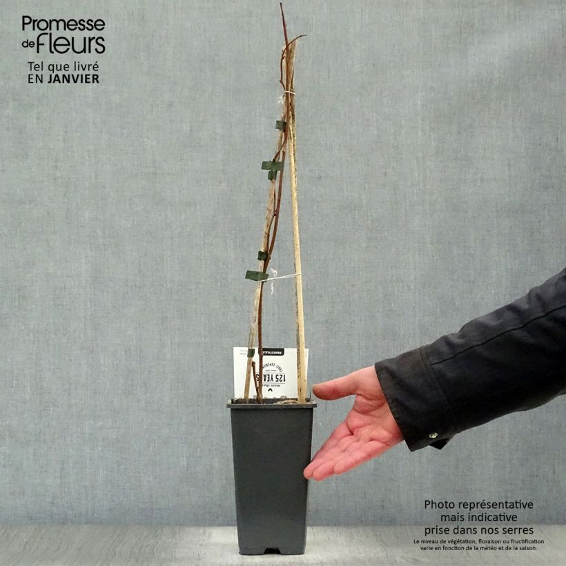 Amostra de Kiwi arguta Weikii (mâle) - Kiwaï - Actinidia arguta Vaso de 1,5 L/2 L tal como entregue no inverno