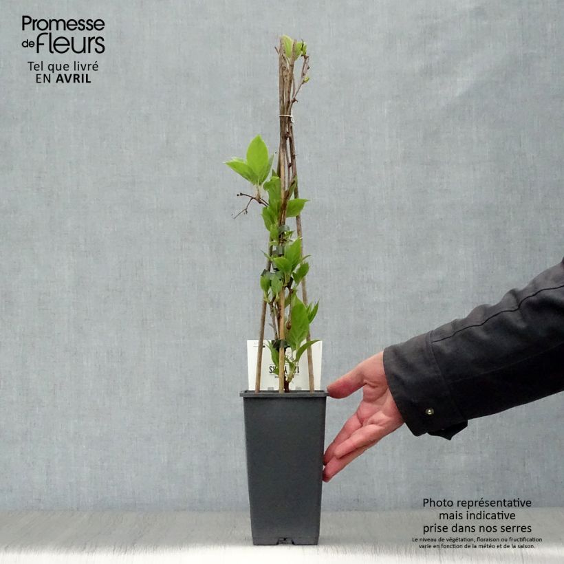 Amostra de Kiwi Weikii macho - Actinidia arguta Vaso de 1,5 L/2 L tal como entregue na primavera