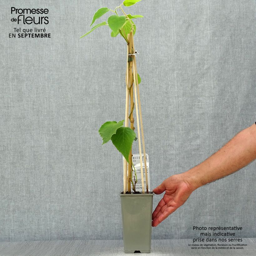 Amostra de Kiwi Boskoop autofértil - Actinidia deliciosa Vaso de 1,5 L/2 L tal como entregue no outono