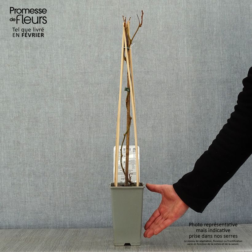 Amostra de Kiwi autofertile Boskoop - Actinidia deliciosa Vaso de 1,5 L/2 L tal como entregue no inverno