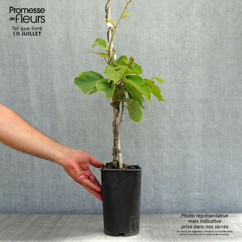 Amostra de Kiwi Solo autofértil - Actinidia chinensis Vaso de 3 L/4 L tal como entregue no verão