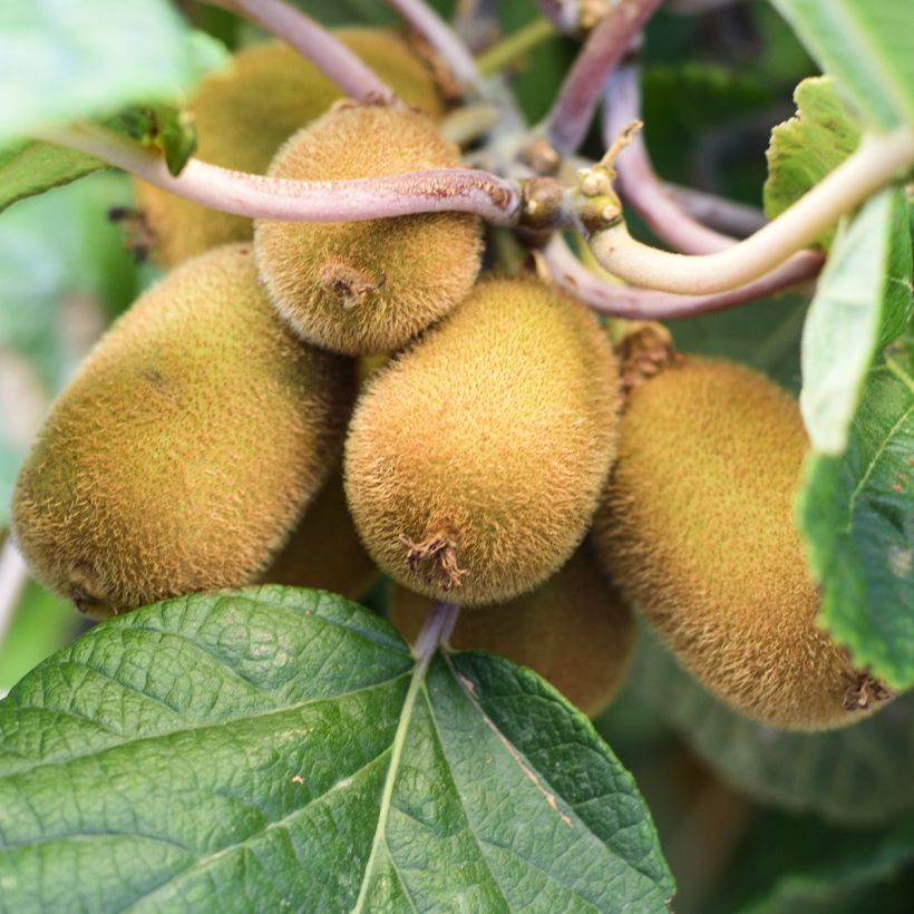 Kiwi Solo autofértil - Actinidia chinensis (Colheita)