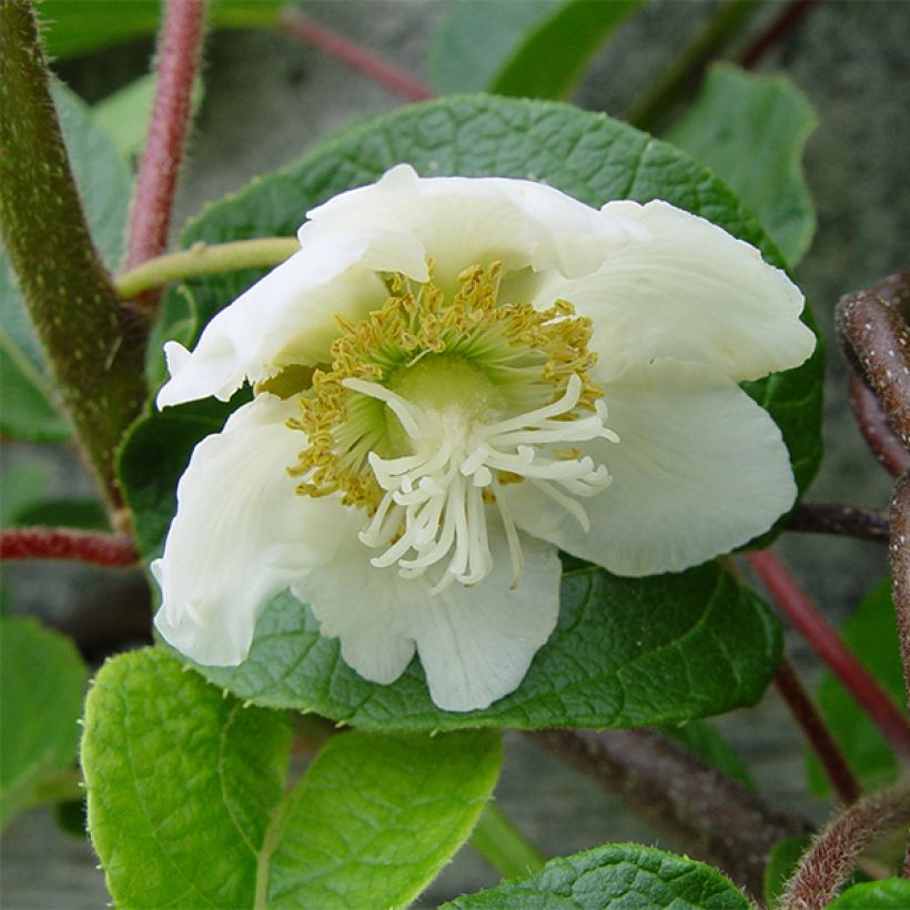 Kiwi Golden Delight macho - Actinidia chinensis (Floração)