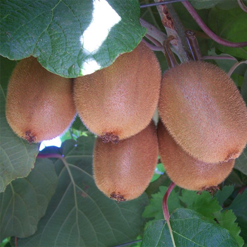 Kiwi Golden Delight macho - Actinidia chinensis (Colheita)