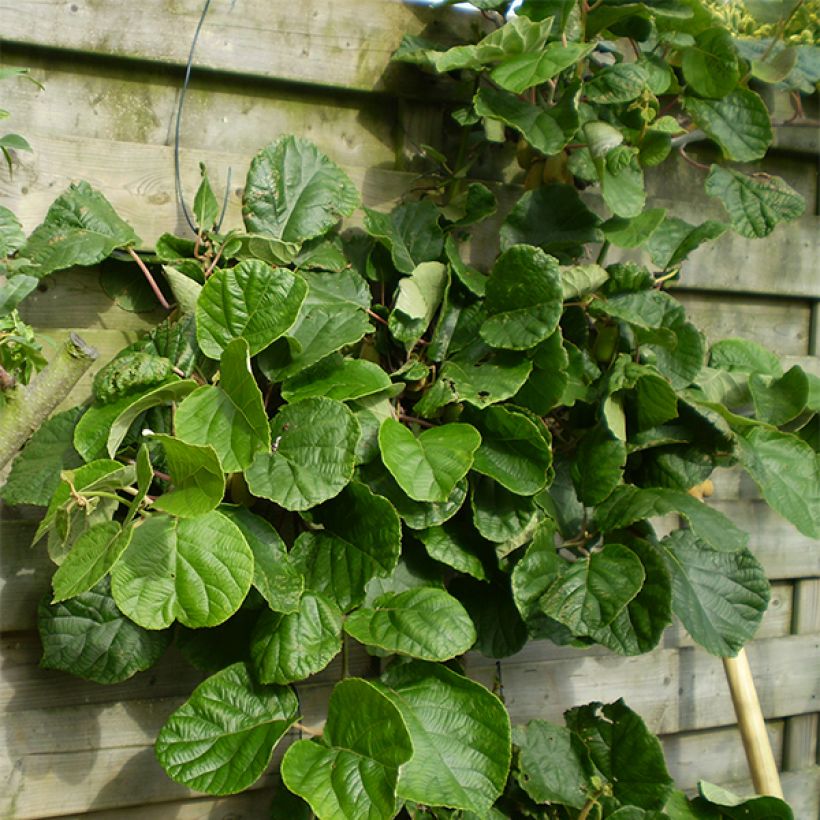 Kiwi Golden Delight macho - Actinidia chinensis (Hábito)
