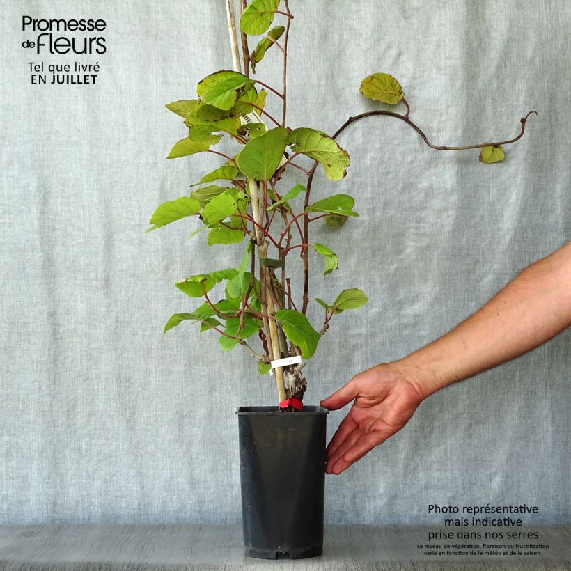 Amostra de Kiwi Montcap - Actinidia deliciosa Vaso de 2 L/3 L tal como entregue no verão
