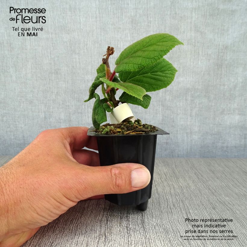 Amostra de Kiwi Monty fêmea - Actinidia deliciosa Vaso de 8/9 cm tal como entregue na primavera