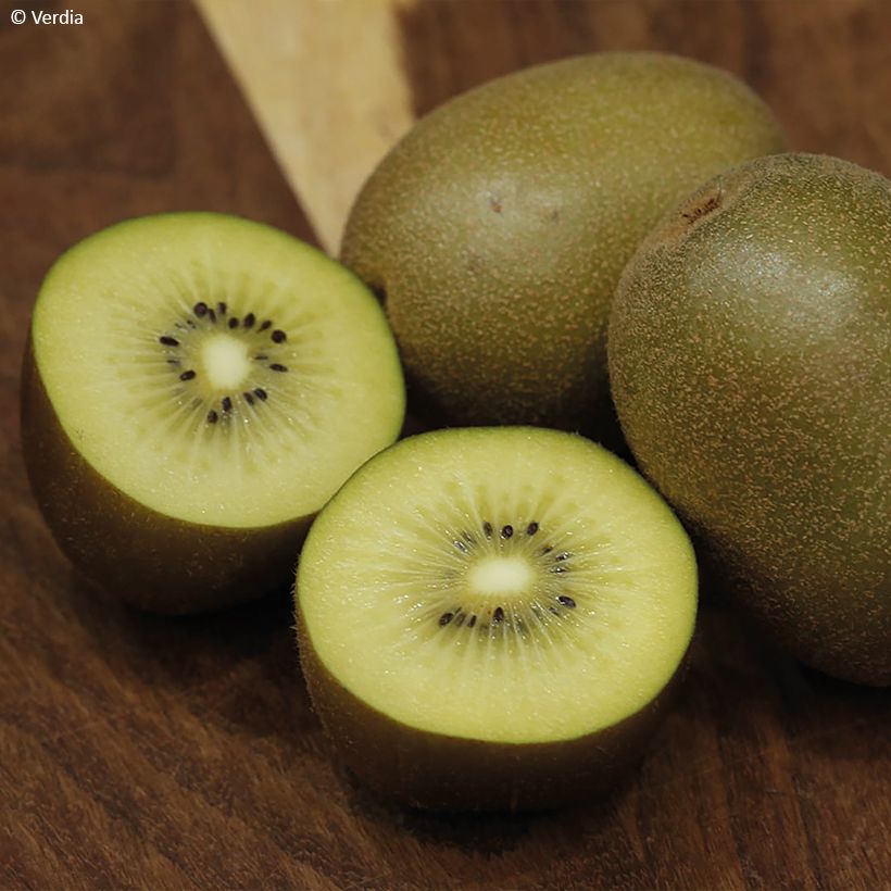 Kiwi amarelo KiwHappy fêmea - Actinidia deliciosa (Colheita)