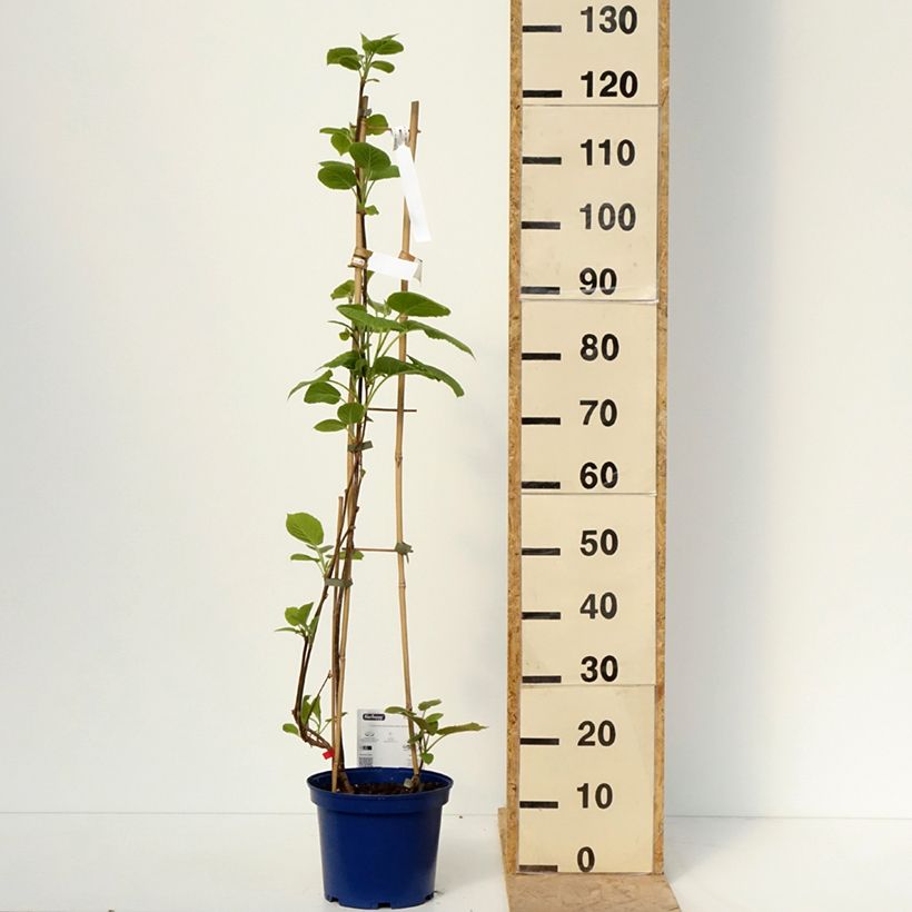 Amostra de Kiwi amarelo KiwHappy macho e fêmea Vaso de 4 L/5 L tal como entregue na primavera