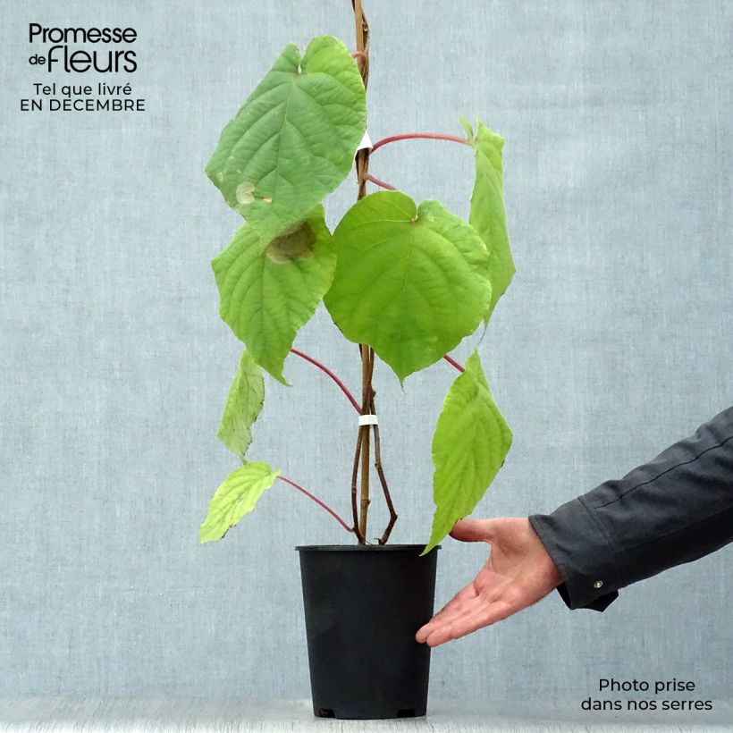 Amostra de Kiwi mâle - Actinidia deliciosa Belen Vaso de 2 L/3 L tal como entregue no inverno