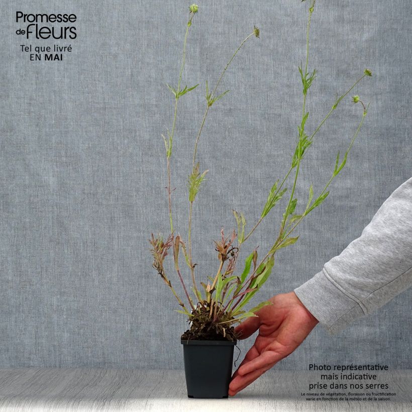 Amostra de Knautia arvensis Vaso de 8/9 cm tal como entregue na primavera