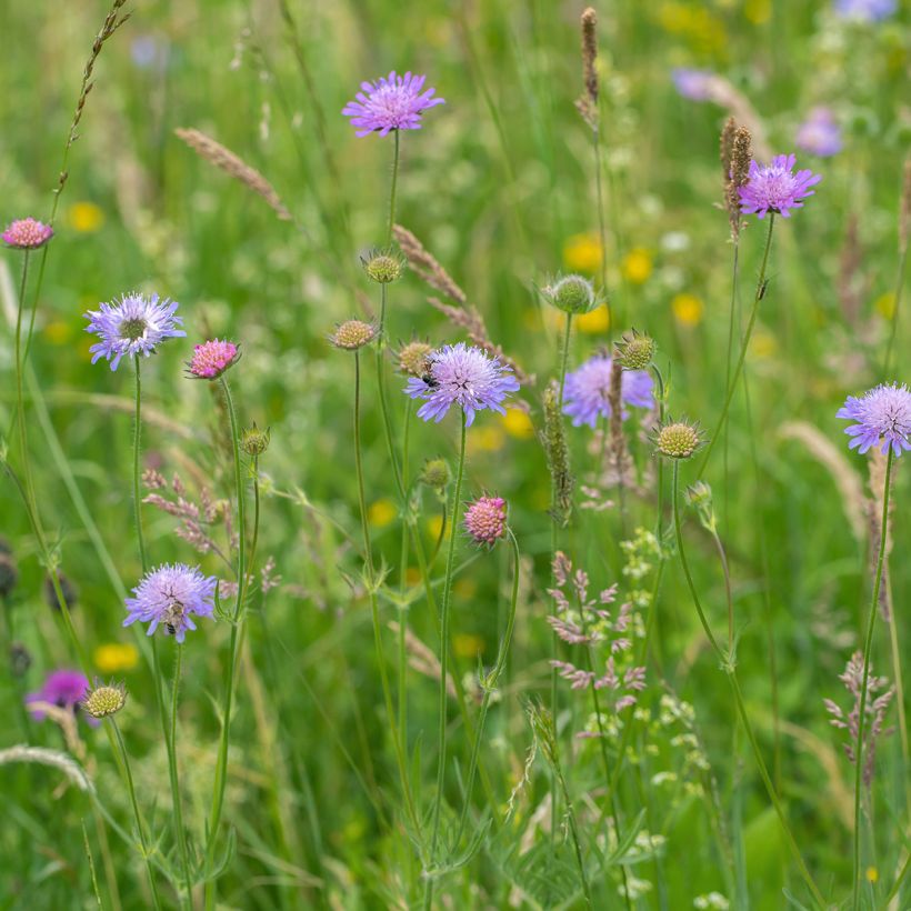 Knautia arvensis (Hábito)