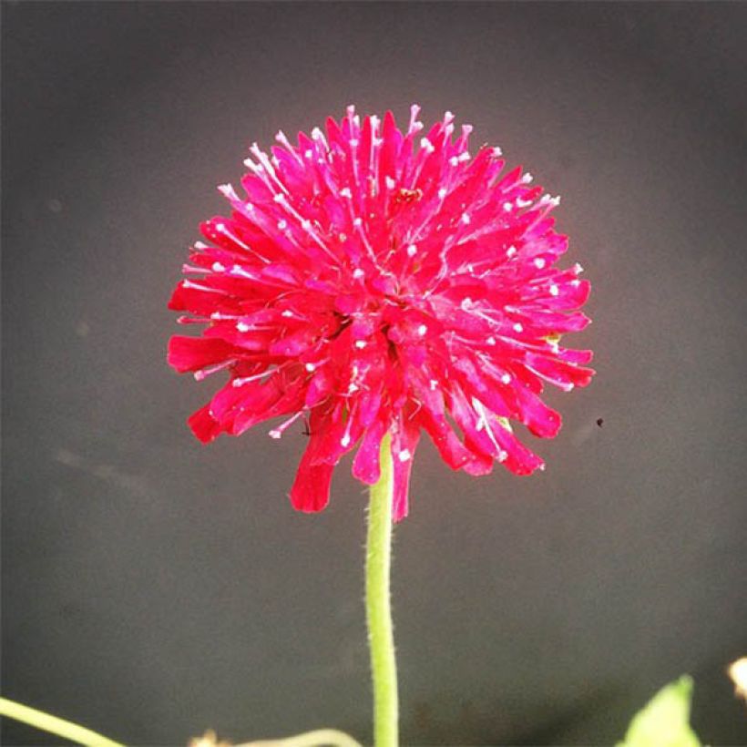Knautia macedonica Mars Midget (Floração)