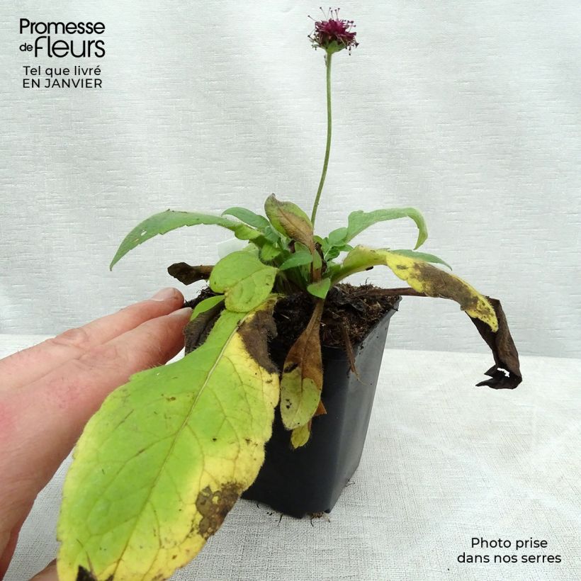 Amostra de Knautia macedonica Mars Midget - Petite scabieuse Vaso de 8/9 cm tal como entregue no inverno