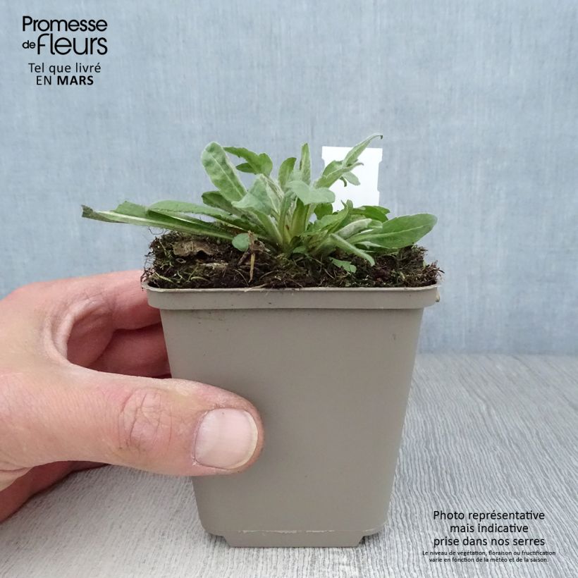 Amostra de Knautia macedonica Mars Midget Vaso de 8/9 cm tal como entregue na primavera