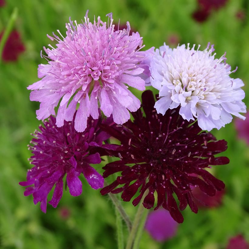 Knautia macedonica Melton Pastels em sementes (Floração)