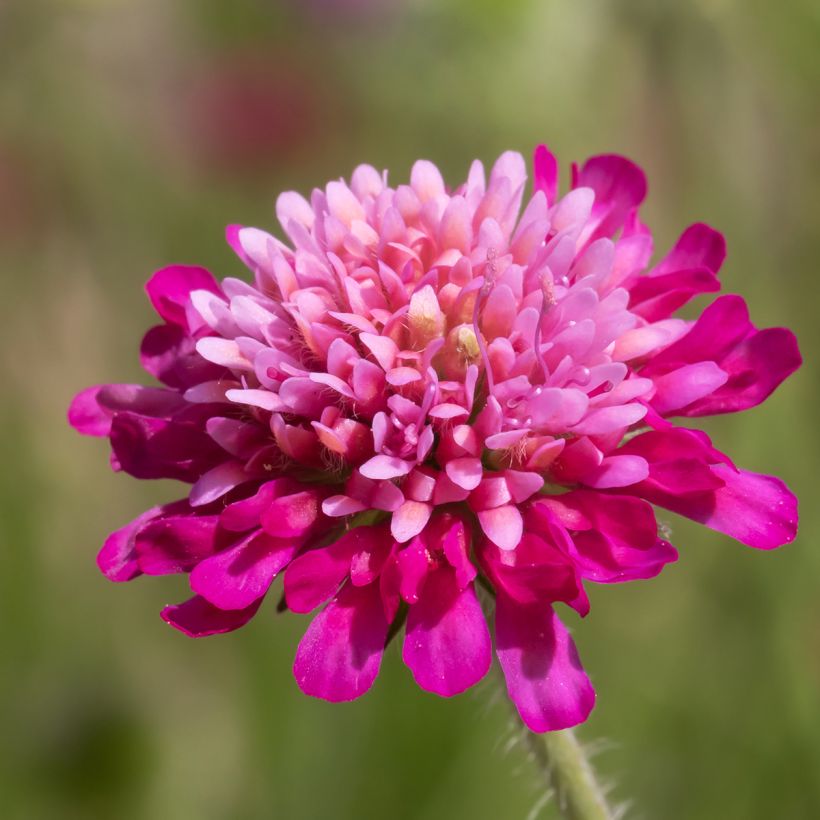 Knautia macedonica Melton Pastels (Floração)