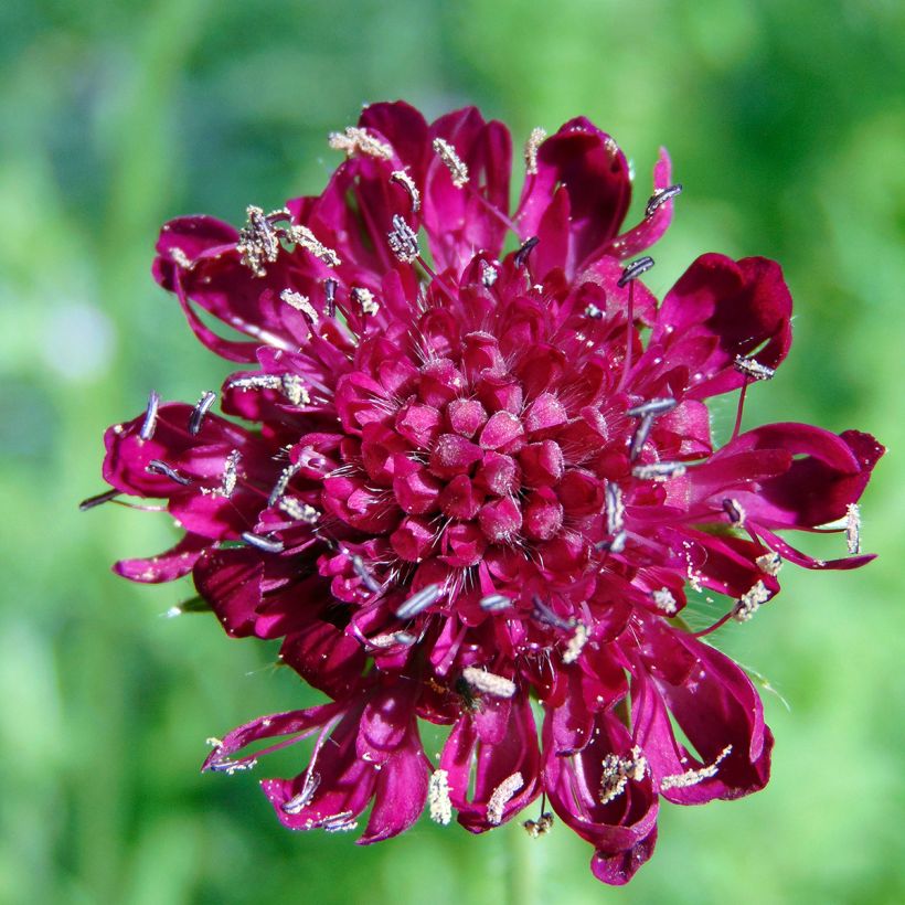 Knautia macedonica (Floração)