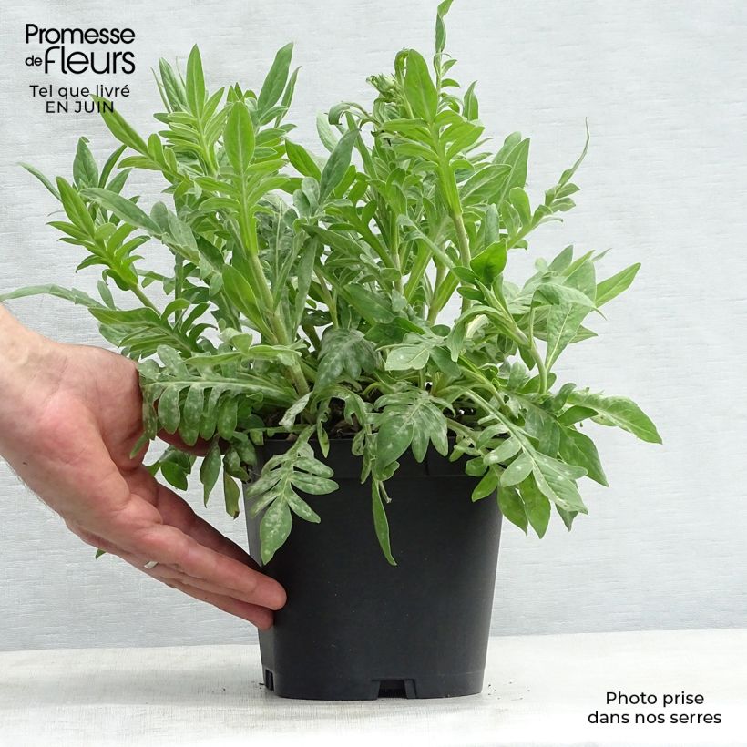 Amostra de Knautia macedonica Vaso de 2 L/3 L tal como entregue no verão