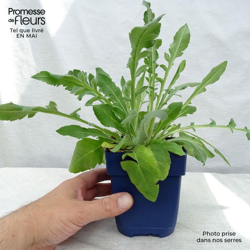 Amostra de Knautia macedonica Vaso de 7/8 cm tal como entregue na primavera