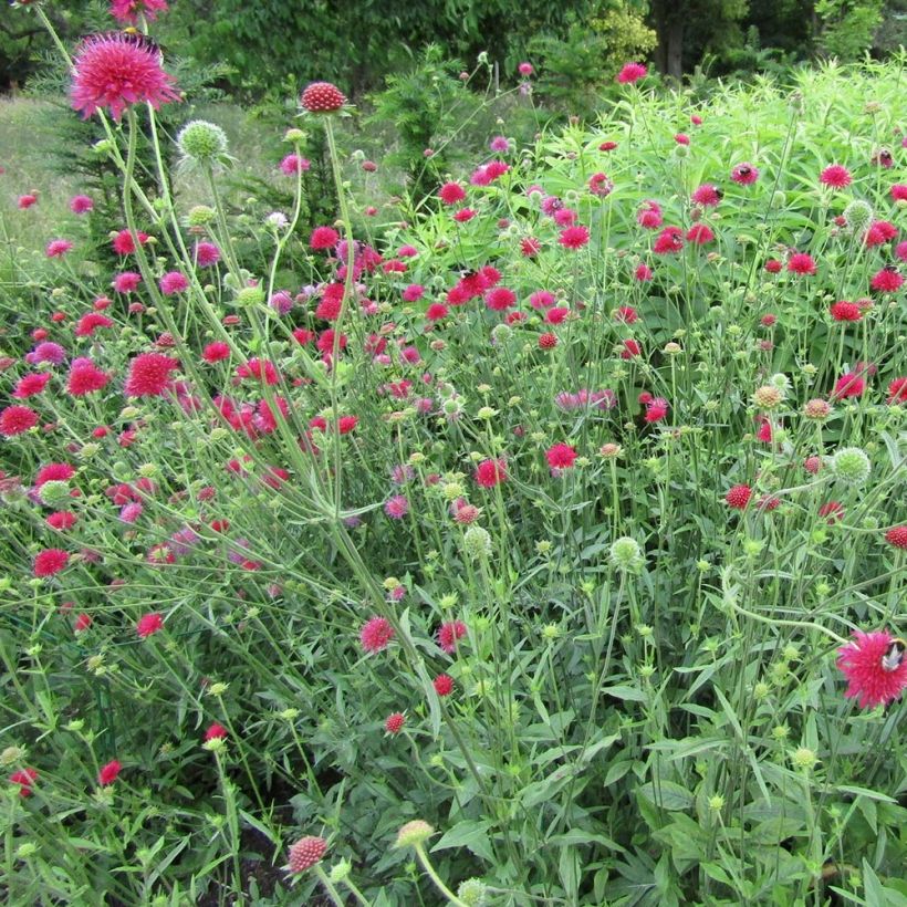 Knautia macedonica Red Knight (Hábito)