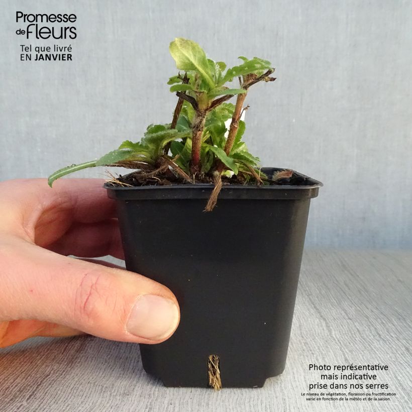 Amostra de Knautia macedonica Red Knight Vaso de 8/9 cm tal como entregue no inverno