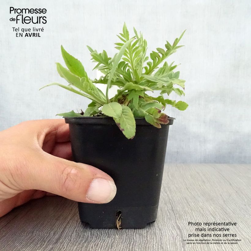 Amostra de Knautia macedonica Red Knight Vaso de 8/9 cm tal como entregue na primavera