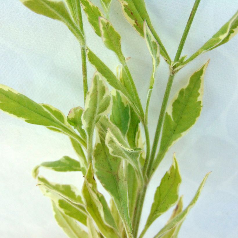 Knautia macedonica Thunder and Lightning (Folhagem)