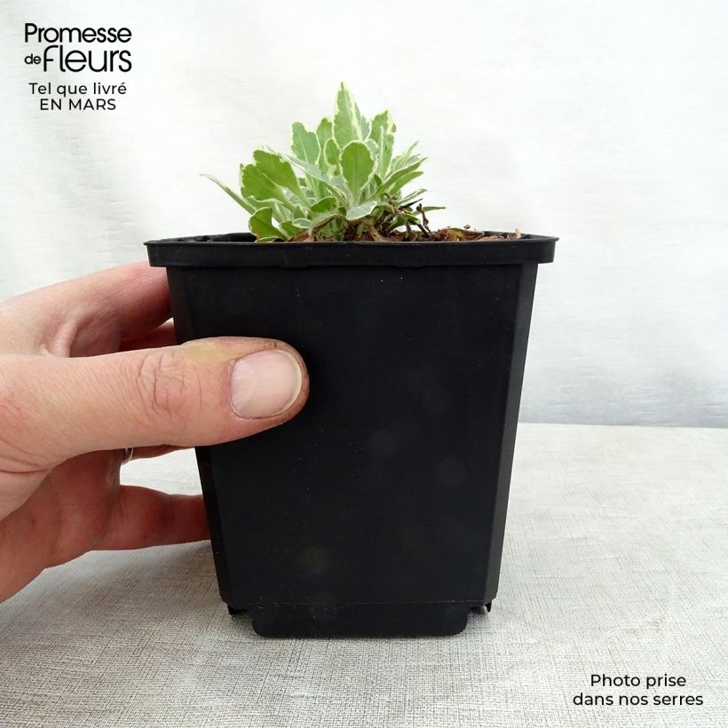 Amostra de Knautia macedonica Thunder and Lightning Vaso de 8/9 cm tal como entregue na primavera