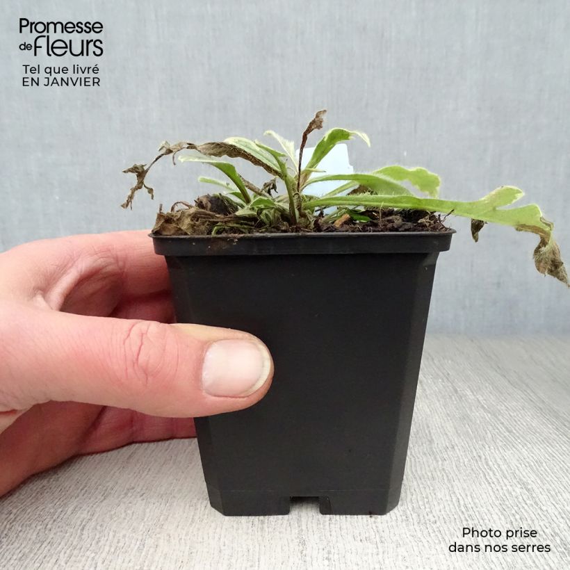 Amostra de Knautia macedonica Thunder and Lightning Vaso de 8/9 cm tal como entregue no inverno