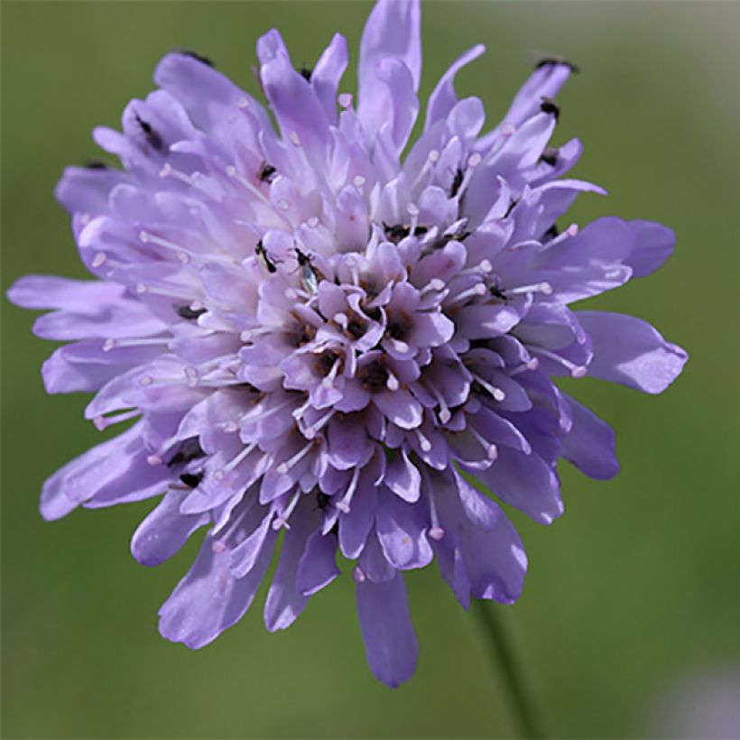 Knautia arvensis (Floração)