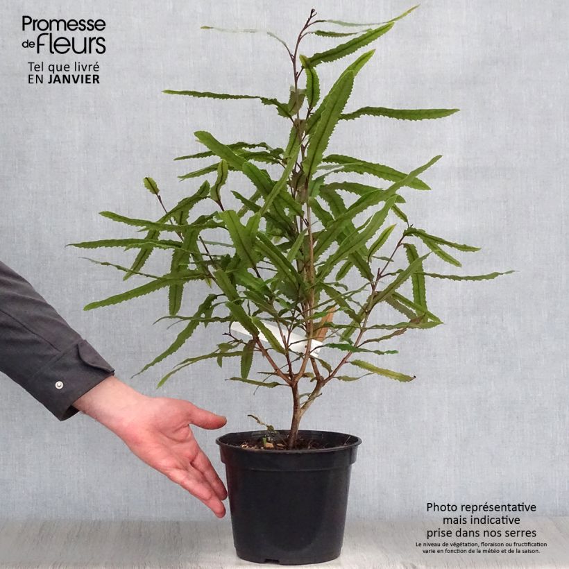 Amostra de Knightia excelsa - Rewarewa  Vaso de 3 L/4 L tal como entregue no inverno