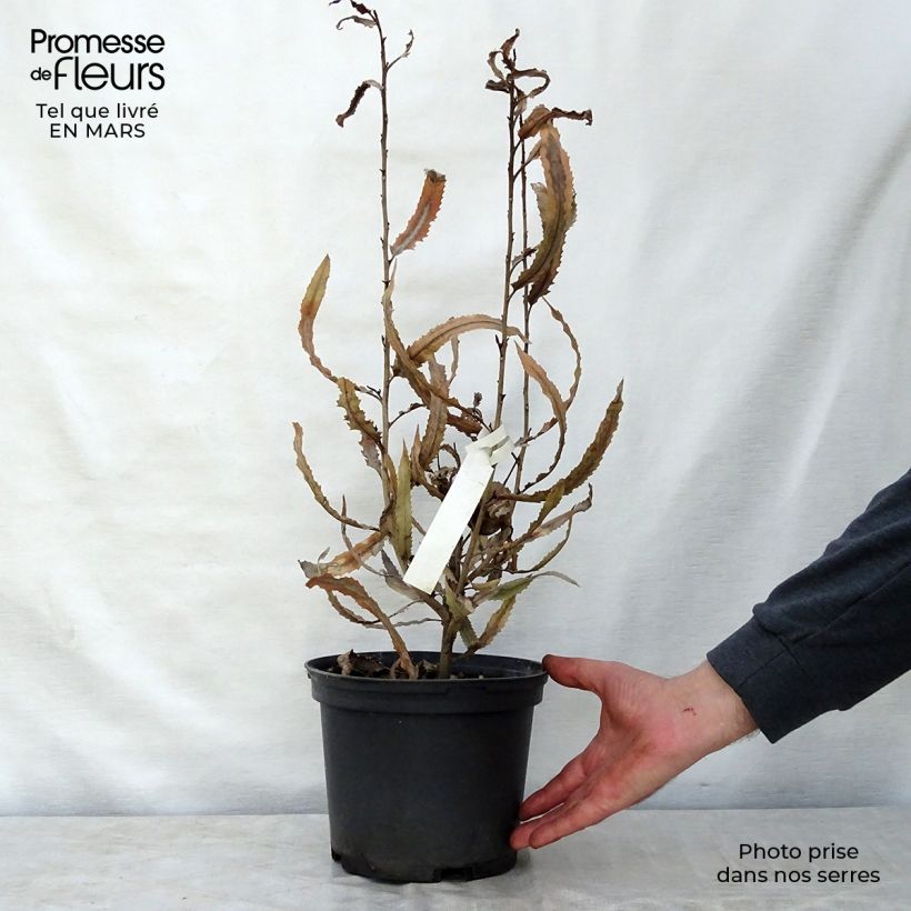 Amostra de Knightia excelsa Vaso de 3 L/4 L tal como entregue na primavera