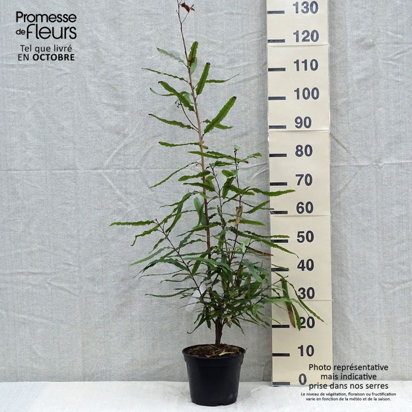 Amostra de Knightia excelsa Vaso de 3 L/4 L tal como entregue no outono